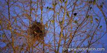 Des colonies de perruches envahissent la place De-Gaulle à Antibes - Nice matin
