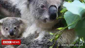 Australia's koalas: Freeze sperm to save species, say researchers