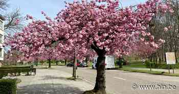 Fleurig tafereel op Hemelakkers: Japanse kerselaars in volle bloei - Het Laatste Nieuws