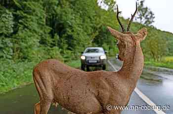 Wildunfälle im Landkreis Kronach - Risiko Reh - Neue Presse Coburg