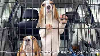 Hunde im Netz zum Kauf angeboten: Polizei stoppt illegalen Welpenhandel