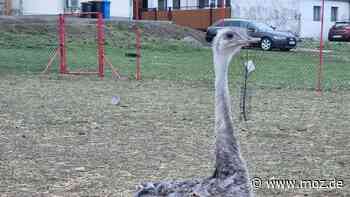Wölfe in Brandenburg: Raubtier reißt Nandu auf in Passow bei Schwedt in der Uckermark - Märkische Onlinezeitung