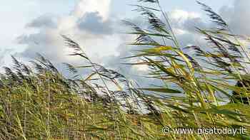 Meteo Pisa, Pasqua all'insegna del vento e del calo delle temperature - PisaToday