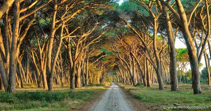 Pisa, petizione contro la base militare nella riserva naturale di San Rossore: in 24 ore oltre 30mila firme