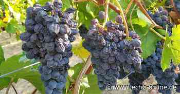 Eine Spezialität aus Heppenheim - Echo Online