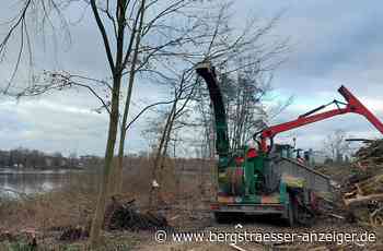 Am Heppenheimer Bruchsee wird umfassend gerodet - Heppenheim - Nachrichten und Informationen - Bergsträßer Anzeiger