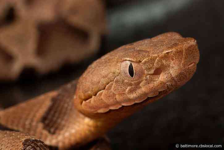 Maryland Man Found Dead With Over 100 Snakes In His Home Died From Snake Bite, Officials Say