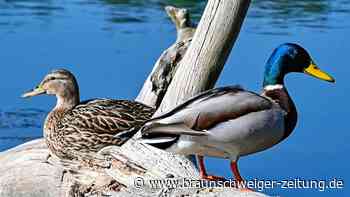 Hannover: Autofahrer fährt Entenpaar tot – wohl mutwillig