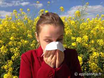 Alerte aux pollens de bouleau dans les Vosges - Epinal infos - Epinal Infos
