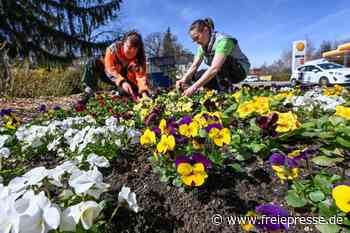 Limbach- Oberfrohna blüht auf - freiepresse.de