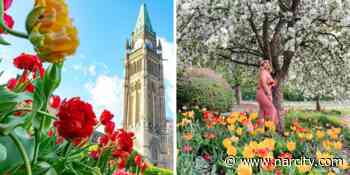9 Beautiful Places In Ottawa Where You Can Walk Through A Sea Of Colourful Tulips - Narcity Canada