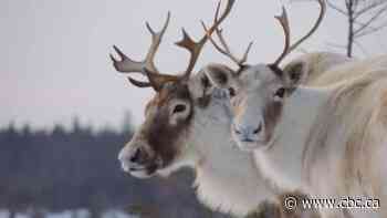 Ottawa threatens to use Species at Risk Act to protect Quebec caribou - CBC.ca