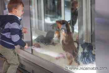 "Il n’y a pas de maltraitance chez nous": ciblée par une association de protection des bêtes, la propriétaire d’une animalerie de Nice se défend