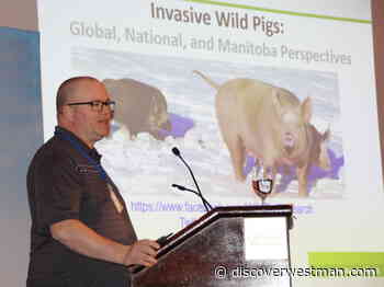 Wild pigs continue to invade Saskatchewan and Manitoba - DiscoverWestman.com