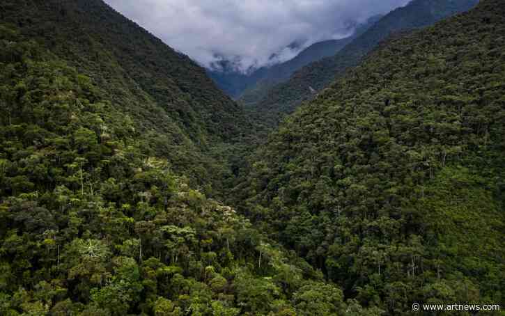 Some of the World’s Biggest Galleries and Museums Rallied to Preserve 200,000 Acres of Rainforest in Peru