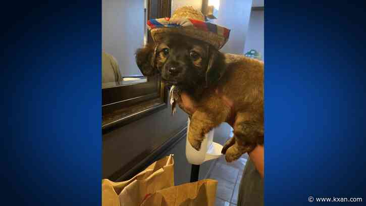 Texas man arrested for beating dog to death, police say