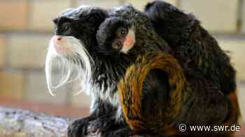 Krallenäffchen ziehen in Mannheimer Luisenpark - SWR Aktuell