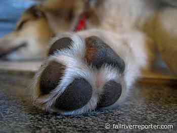 Massachusetts man accused of beating pet puppy multiple times - Fall River Reporter