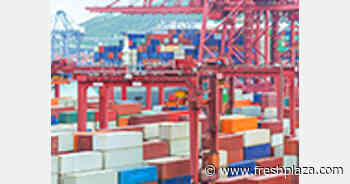 Shipping companies cancel calls at Shanghai Port, and some cargoes were transferred to other ports for unloading - FreshPlaza.com