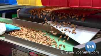 US Almond Growers Face Shipping Hurdles - Voice of America - VOA News