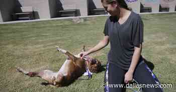 Letters to the Editor - Dogs, shipping industry, oil and gas production, mansions, Costa Rica - The Dallas Morning News