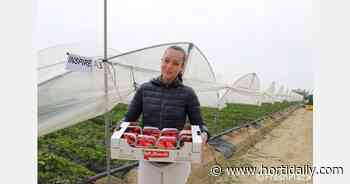 Strawberry sales are doing better in the large-scale retail trade and abroad - hortidaily.com