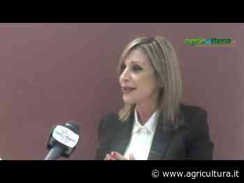 Primitivo di Manduria, il vino che non conosce crisi. Pastorelli: Il Consorzio è casa di tutti i produttori - Agricultura.it