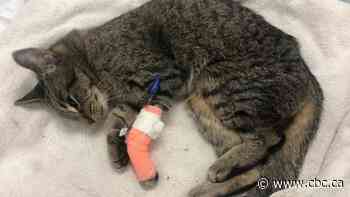 Saskatoon committee declines full request by SPCA to continue pound services - CBC.ca