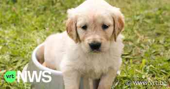 Asiel Mechelen trekt aan alarmbel: "Mensen dumpen honden alsof het wegwerpproducten zijn" - VRT NWS