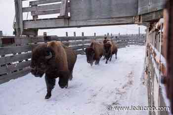 EINP transfers more bison to Indigenous lands - Leduc Representative