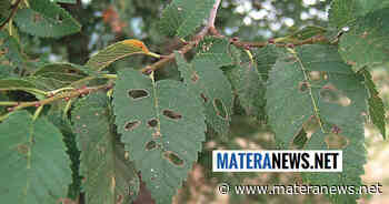 Matera: trattamento su questi alberi fortemente debilitati. Ecco le zone interessate - Matera News