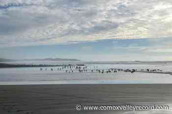 Parks Canada imposes seasonal dog ban at Combers Beach near Tofino – Comox Valley Record - Comox Valley Record