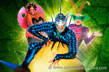 Cirque du Soleil returns to Vancouver Island this spring with OVO – Comox Valley Record - Comox Valley Record