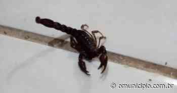 VÍDEO – Escorpião venenoso é encontrado na cozinha de moradora de Brusque; biólogo avalia espécie - O Município