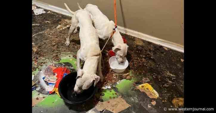 After Neighbor Complaint, Police Find Emaciated Dogs Tied up and Left in Empty Apartment for Weeks