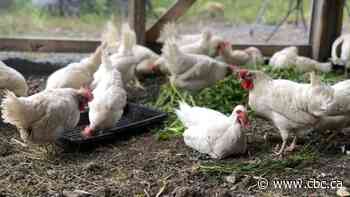 Regina advocacy group wants council to consider bylaw for backyard chickens