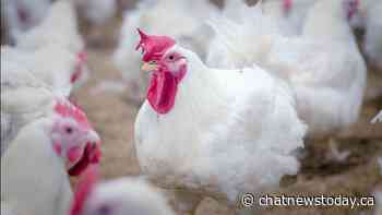 Avian flu detected in wild snow goose north of Swift Current - CHAT News Today