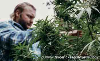 Cayuga Indians Plan Pot Farm In Seneca Falls - Finger Lakes Daily News