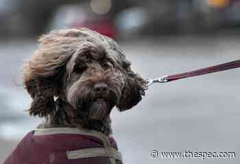 Wind gusts up to 70 km/h to blow through Hamilton Thursday - Hamilton Spectator