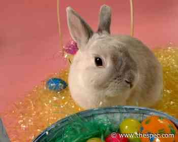 Easter events and activity hidden around Hamilton - Hamilton Spectator