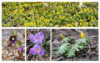 First colours of spring bloom in Hamilton gardens - Hamilton Spectator