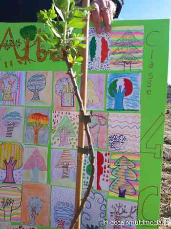 Enna – Piantumazione di piante fruttifere nell'ambito della campagna “Festa dell'albero” - Dedalomultimedia