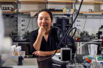 Unraveling Stem Cells’ Secrets: Immortality of Germline Cells and the Function of “Junk DNA”