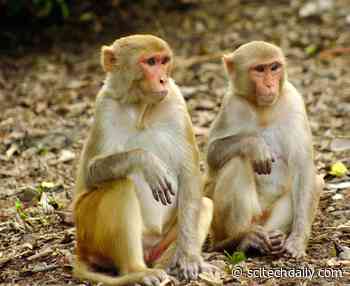 Link Between Social Life and Brain Structure Discovered in Rhesus Macaques