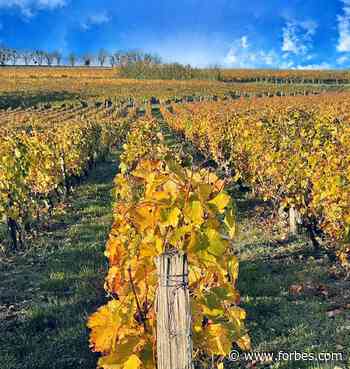 Loire Valley Producers Respond To Consumer Demand For Organic Wine - Forbes