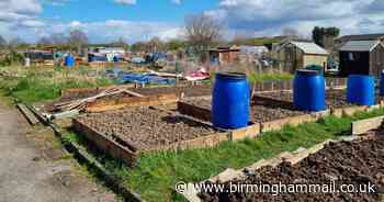 Allotments site in Sutton Coldfield blighted by break-ins handed £14k boost to security - Birmingham Live