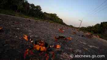 In Cuba, crabs embark on perilous migration to Bay of Pigs
