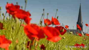 Hamminkeln blüht: Die Stadt verteilt kostenloses Saatgut - NRZ News