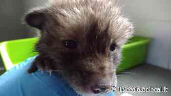 Trieste, i cuccioli di volpe Mite e Ivan sono le mascotte del rifugio Enpa - Il Piccolo
