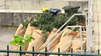 Essen: Polizei findet Drogenplantage – mit 600 Cannabis-Pflanzen - DER WESTEN